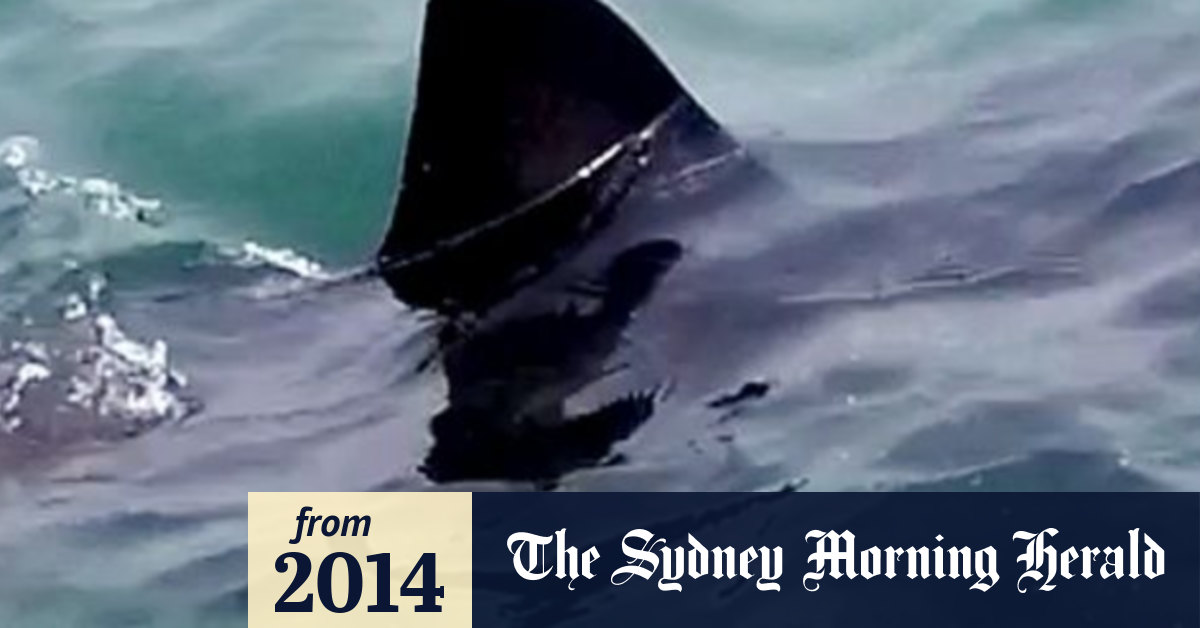 Great white shark filmed swimming in Lake Macquarie